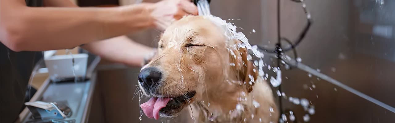 Pet grooming at Woodview