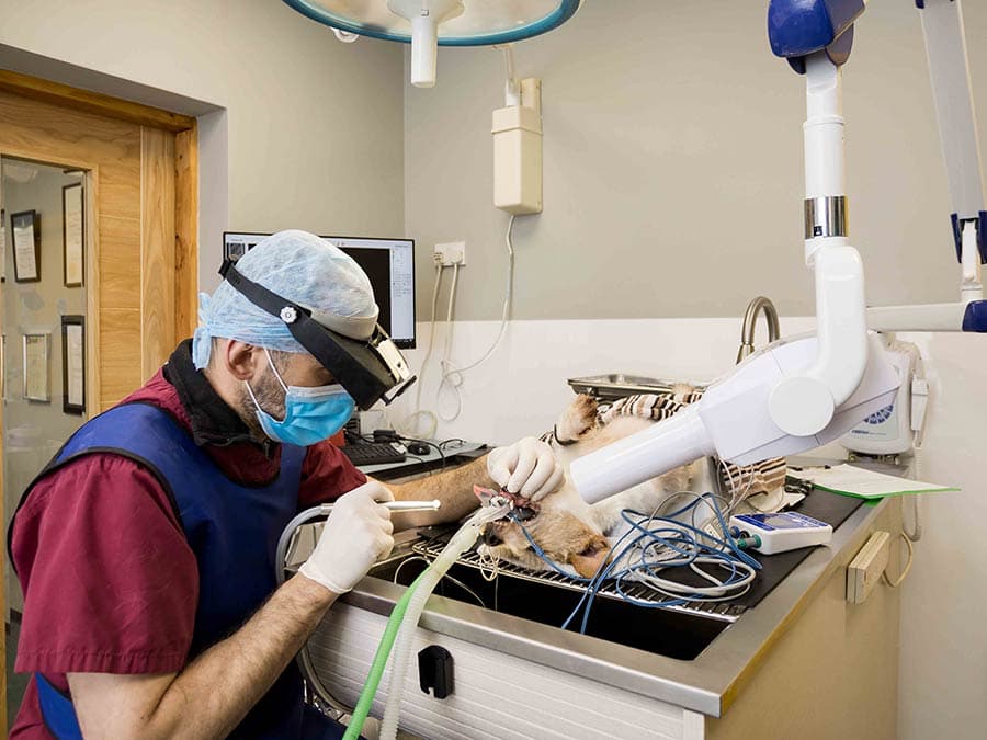 Veterinary clinic at Woodview