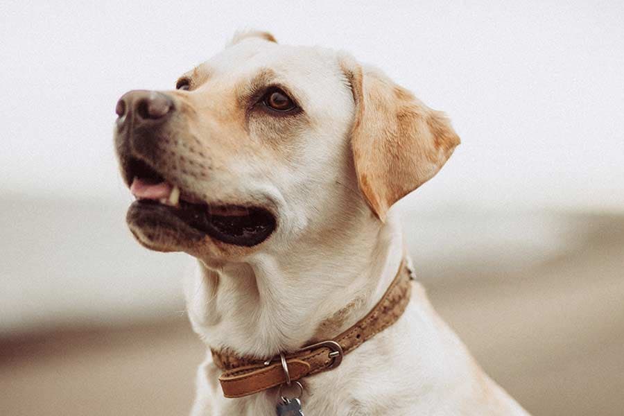 Dog care at Woodview