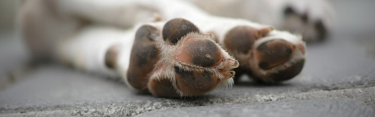 COVID-19 Safety Measures at Woodview